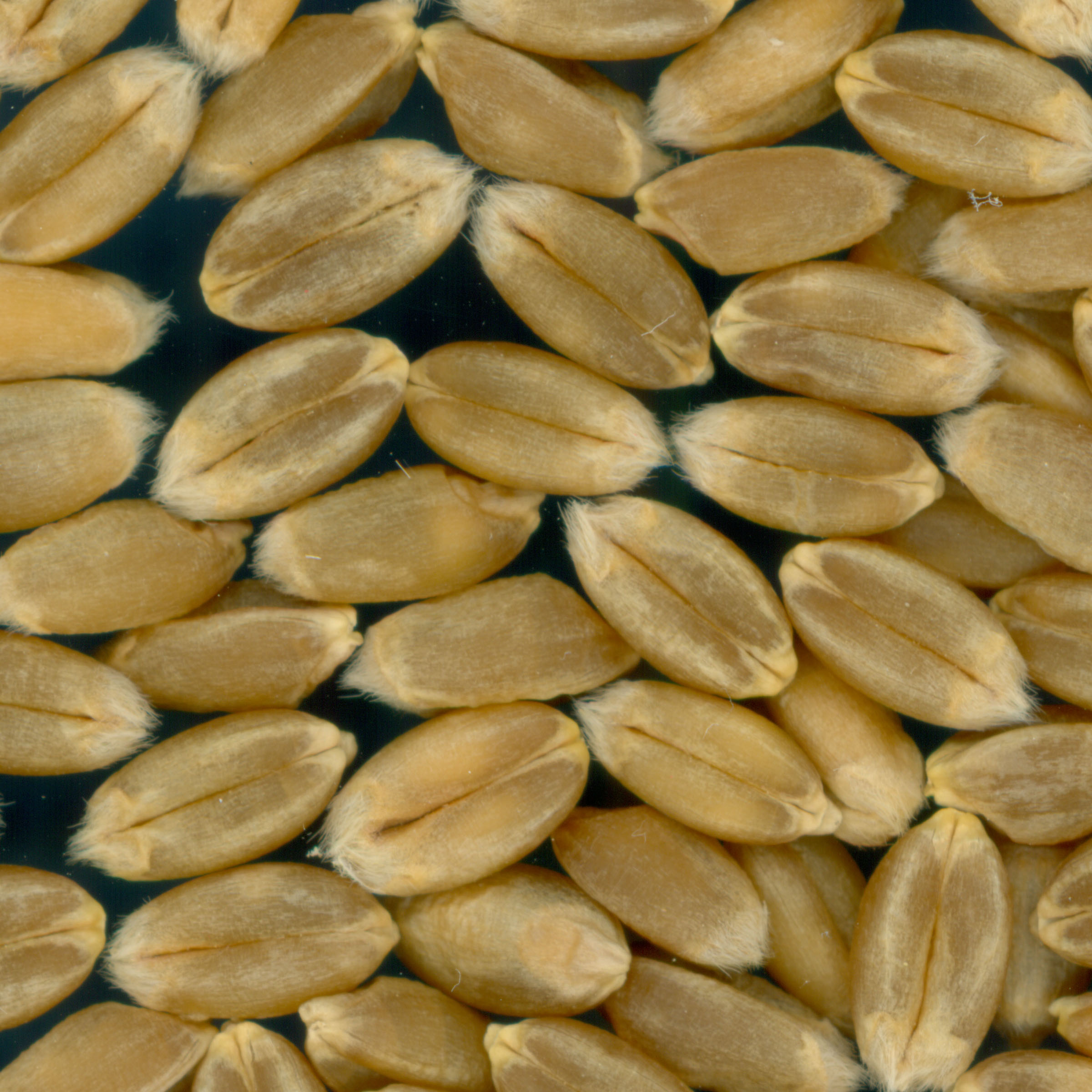 KERNELS